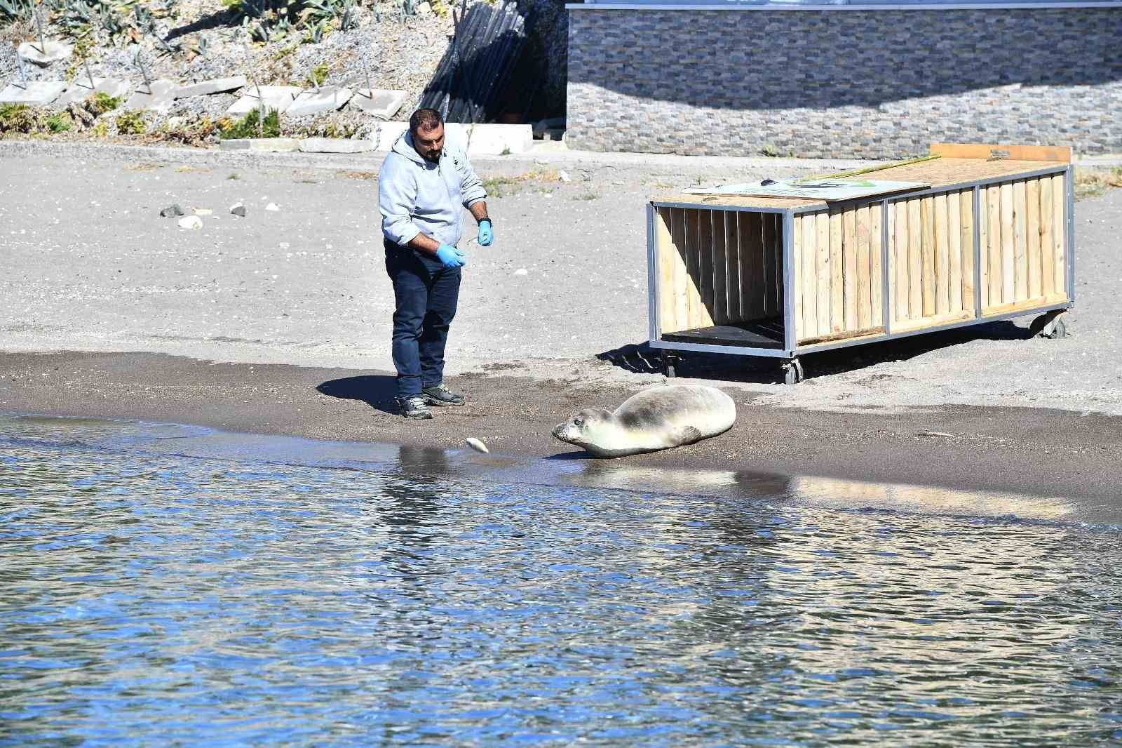 Tedavisi tamamlanan Akdeniz foku mavi sularla buluştu
