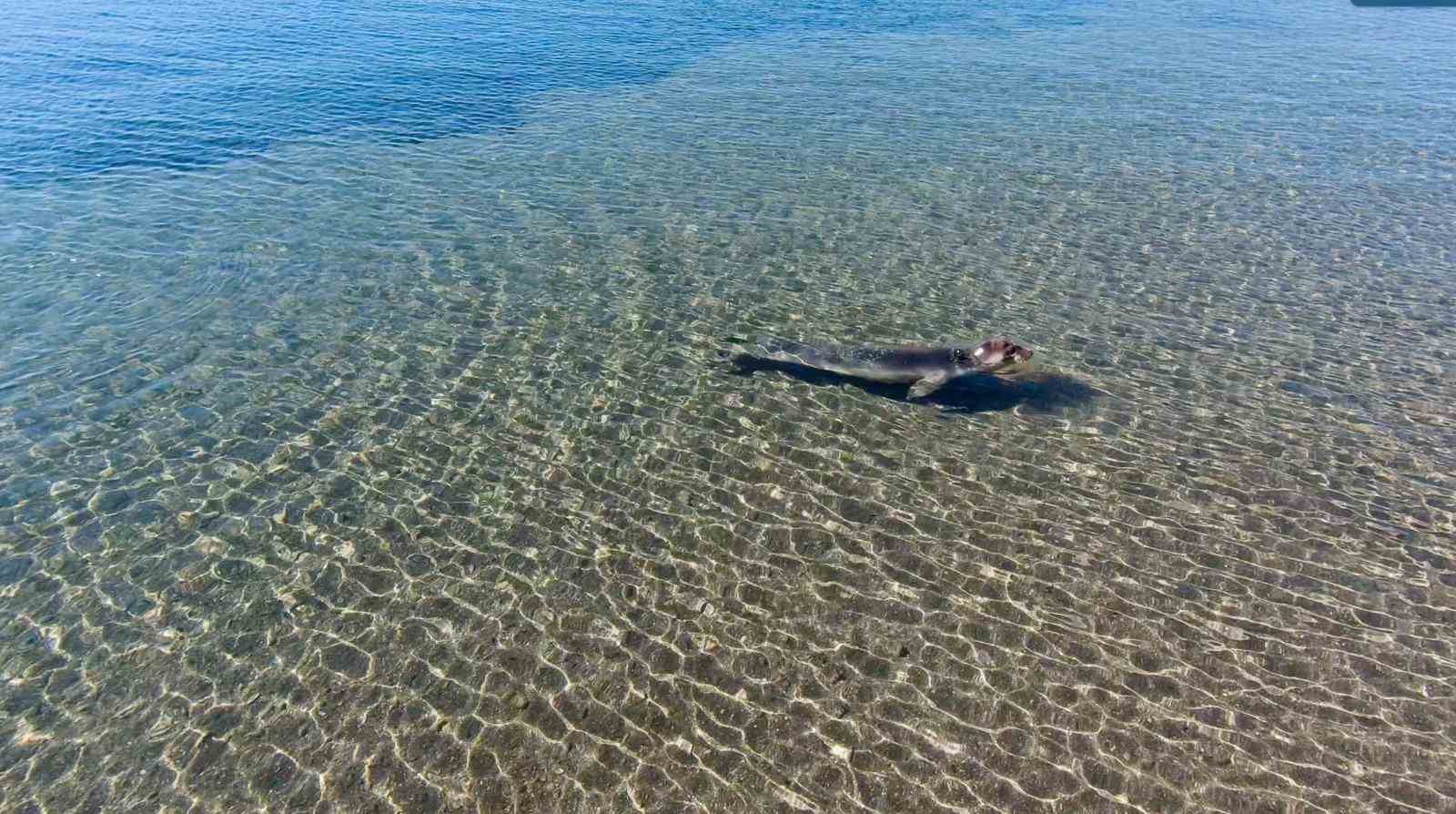 Tedavisi tamamlanan Akdeniz foku mavi sularla buluştu
