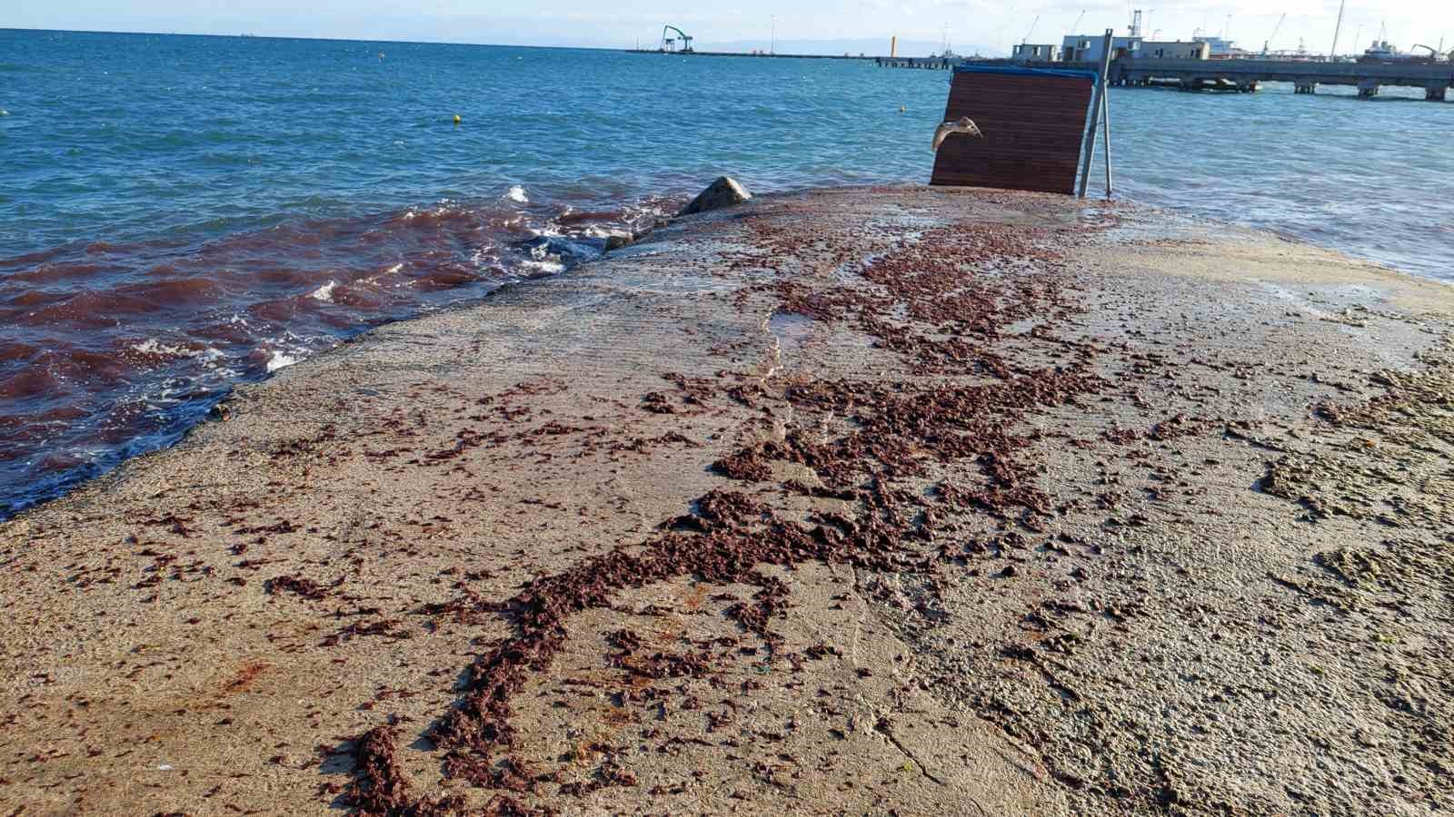 Tekirdağ’da poyraz fırtınası etkili oluyor: Kızıl yosunlar gelmeye devam ediyor
