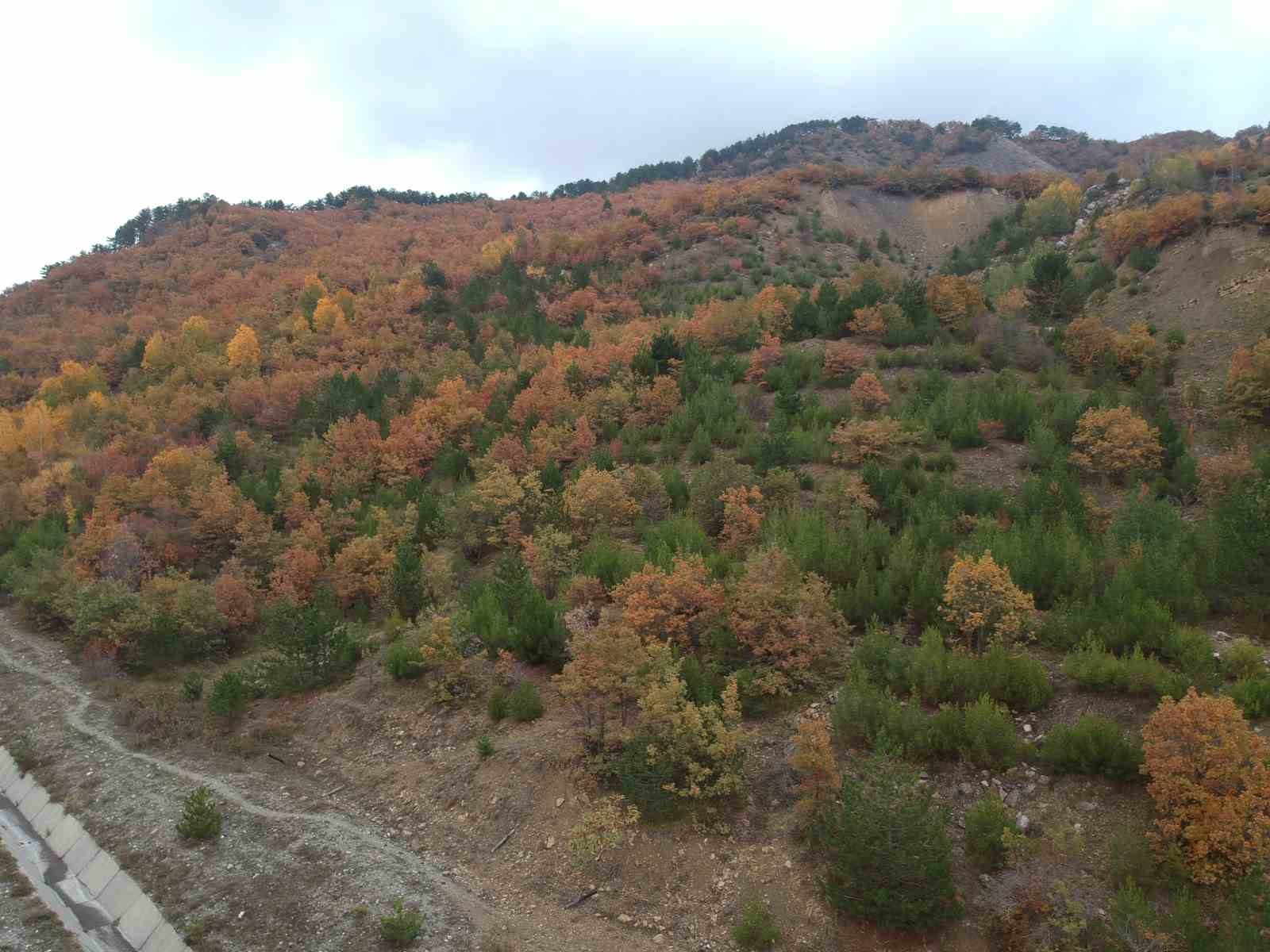 Sinop’ta doğanın renk cümbüşü mest etti
