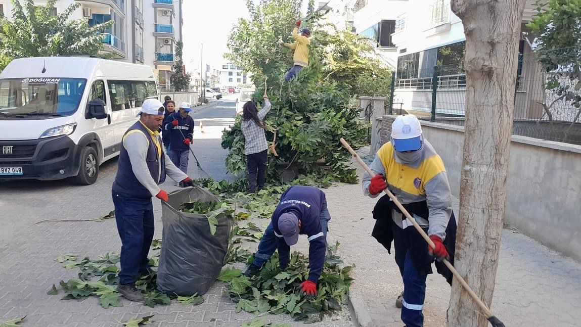 Didim’de ağaç budama çalışmaları sürüyor
