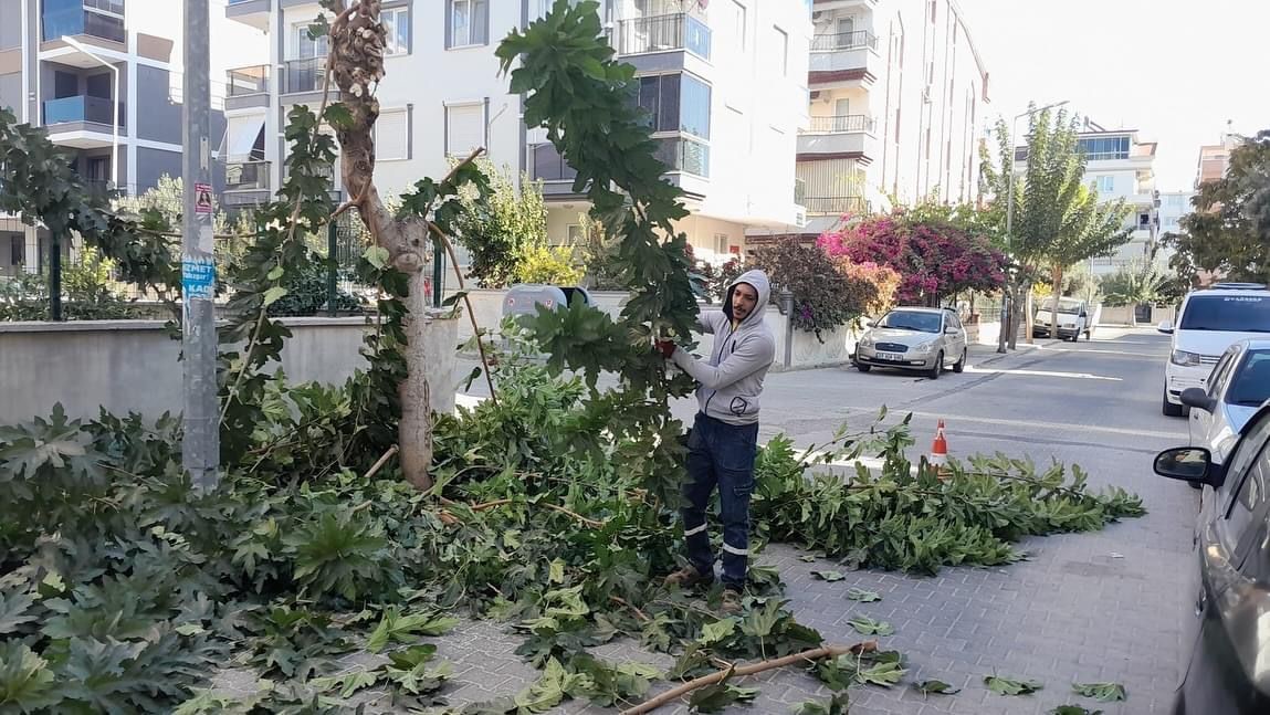 Didim’de ağaç budama çalışmaları sürüyor
