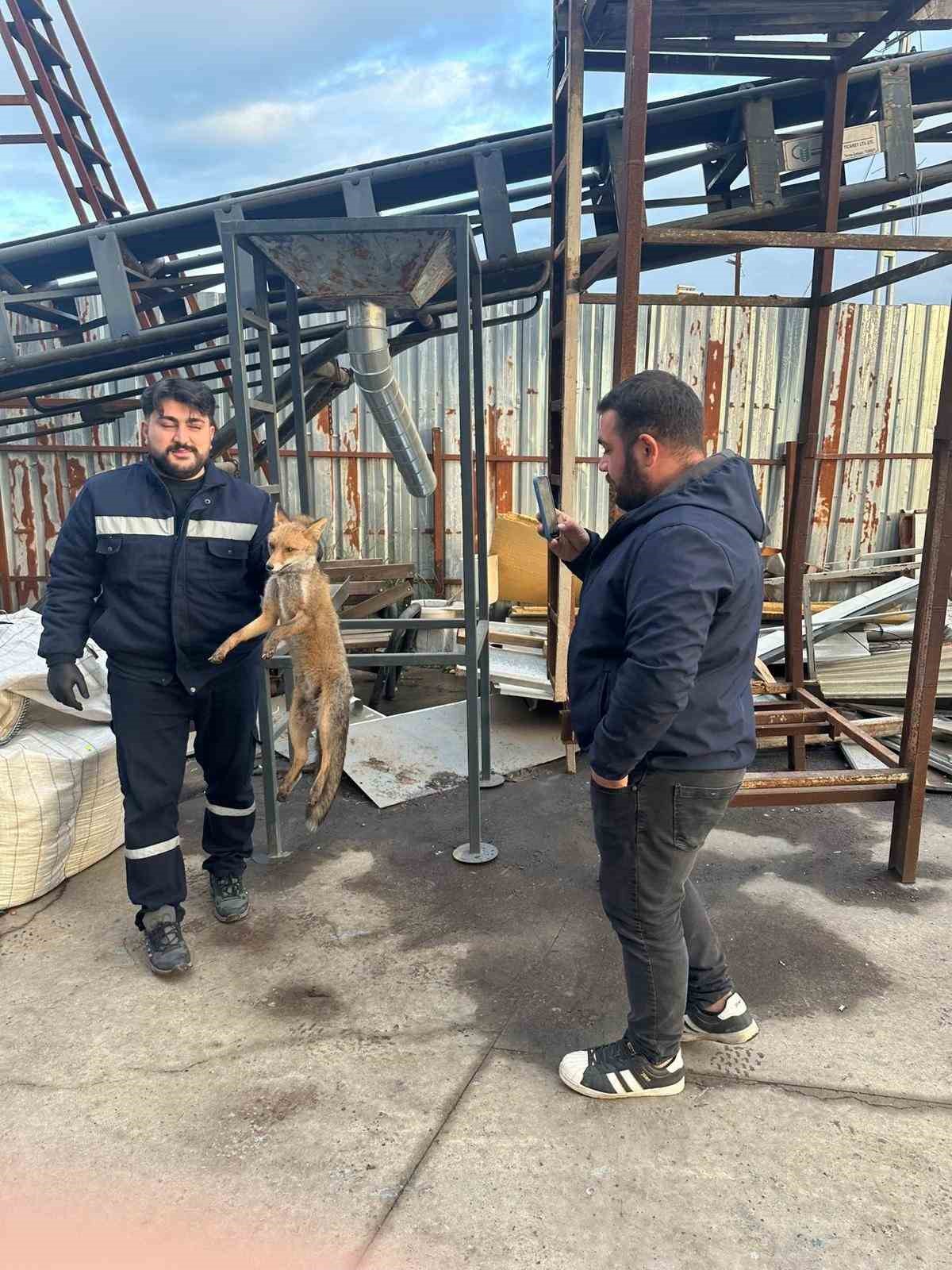 Zonguldak’ta köpeklerin saldırısına uğrayan tilkinin imdadına ekipler yetişti
