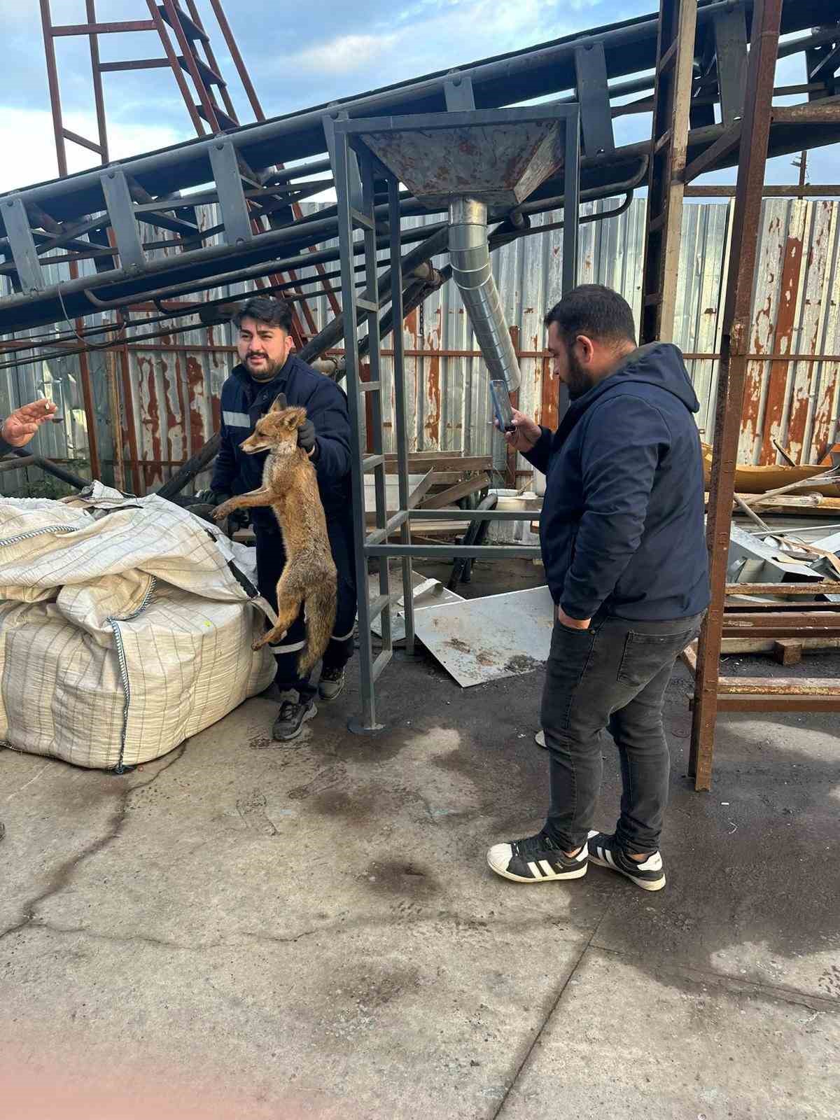 Zonguldak’ta köpeklerin saldırısına uğrayan tilkinin imdadına ekipler yetişti
