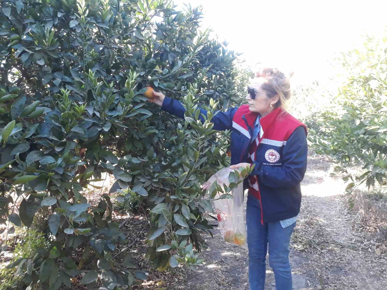 Narenciye bahçelerinde Akdeniz sineği avı
