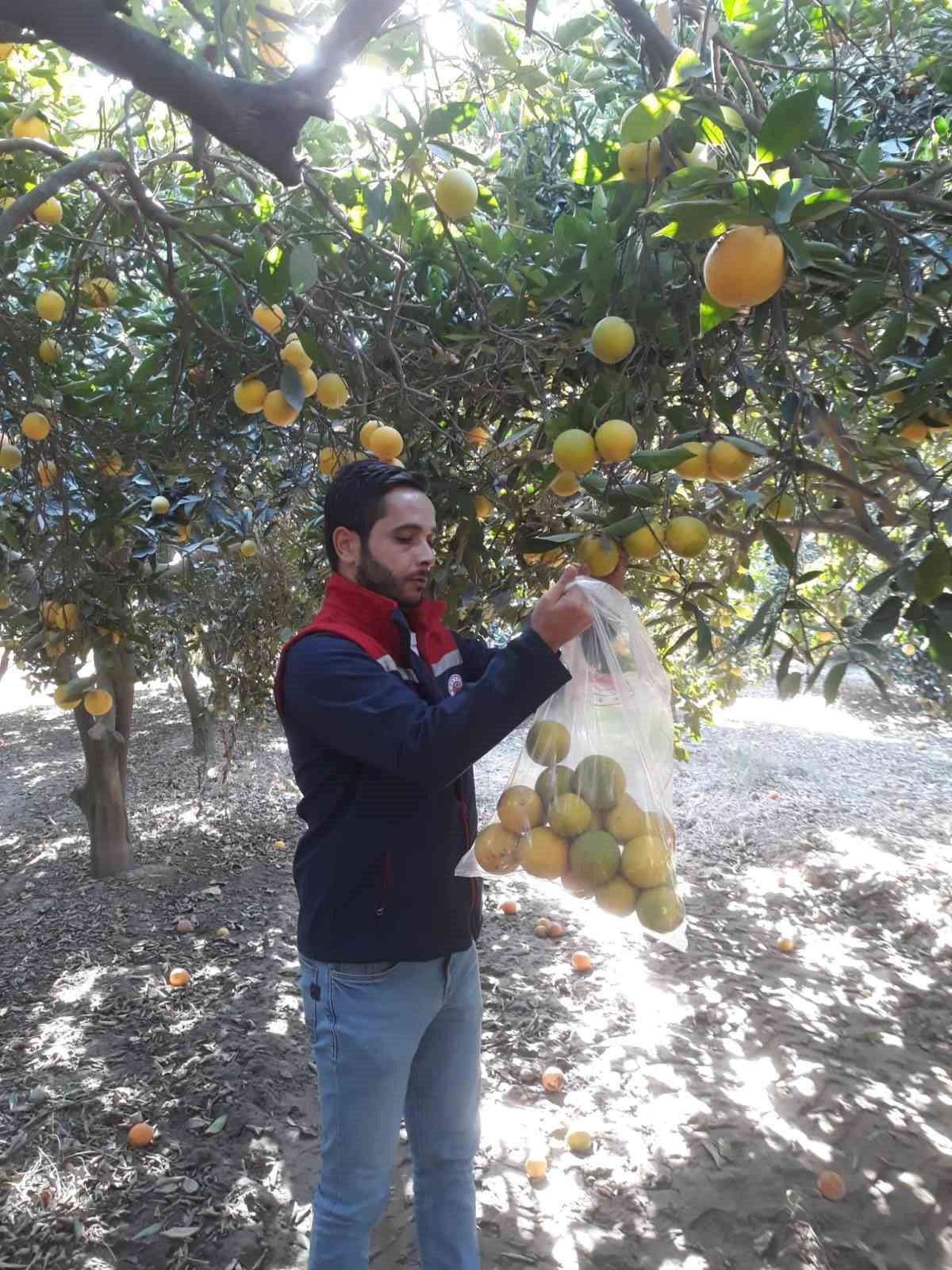 Narenciye bahçelerinde Akdeniz sineği avı
