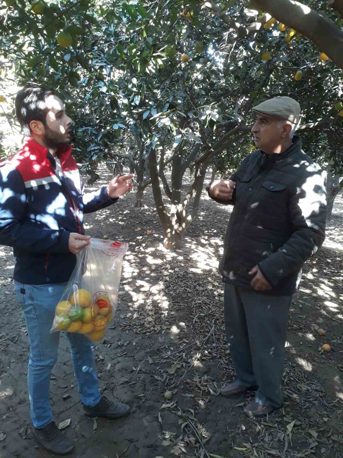 Narenciye bahçelerinde Akdeniz sineği avı
