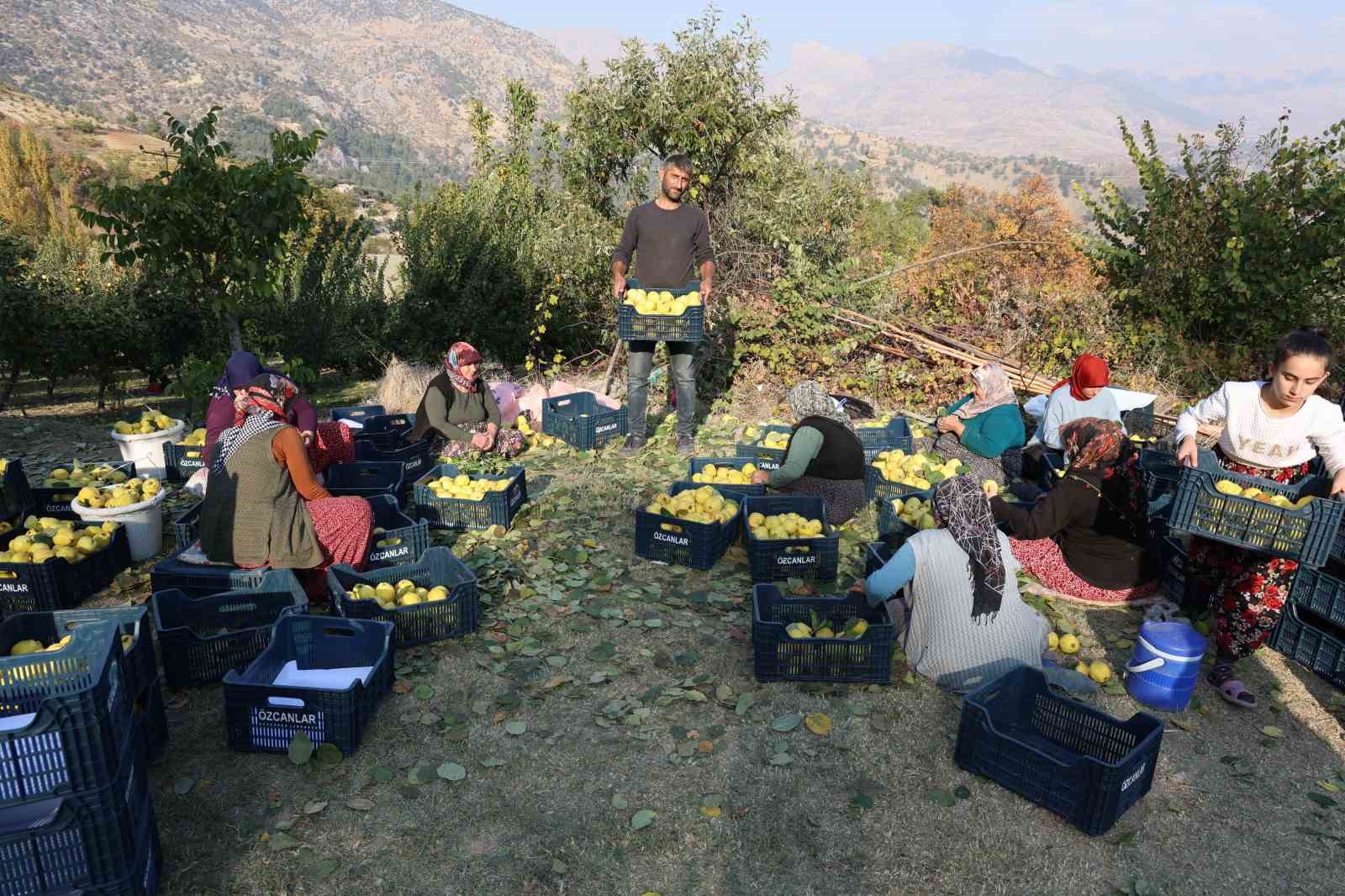 Kahramanmaraş’ta ayva hasadı
