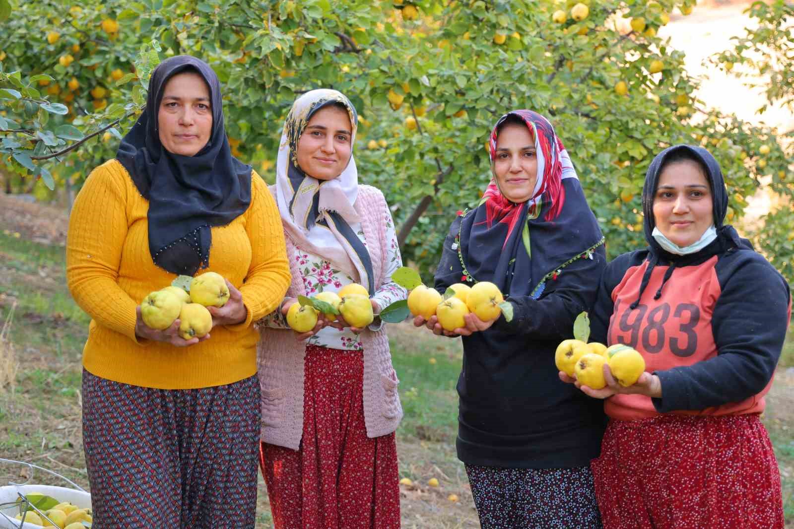 Kahramanmaraş’ta ayva hasadı
