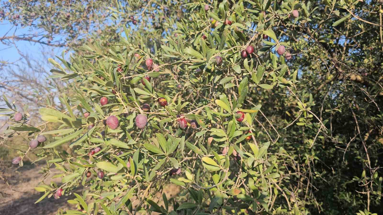 Güney Marmara’da zeytin hasadı başladı
