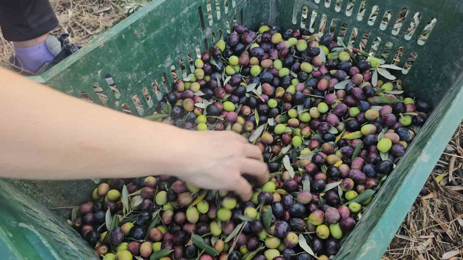 Güney Marmara’da zeytin hasadı başladı
