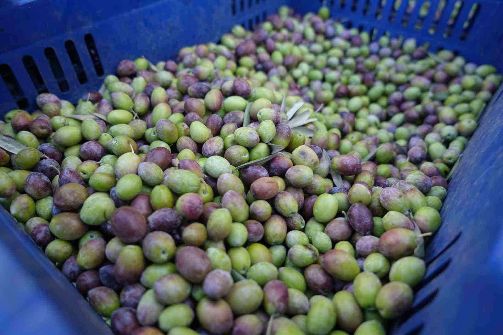 Kilis’te yerli sofralık zeytin tezgahlarda yerini aldı
