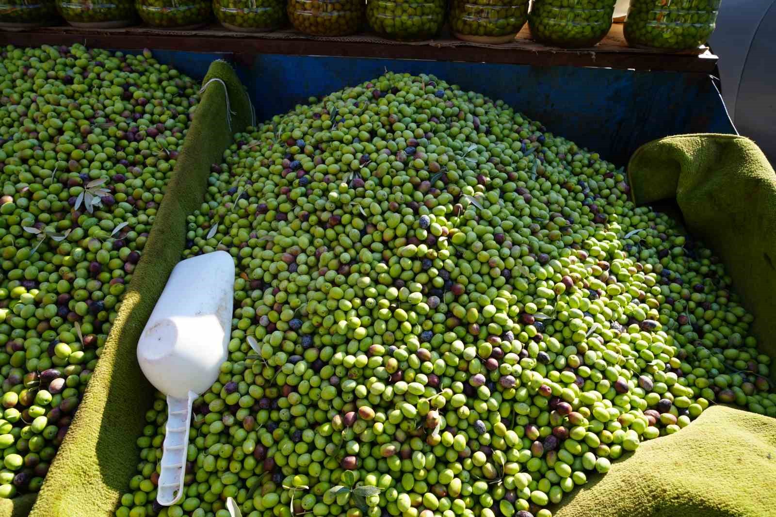 Kilis’te yerli sofralık zeytin tezgahlarda yerini aldı
