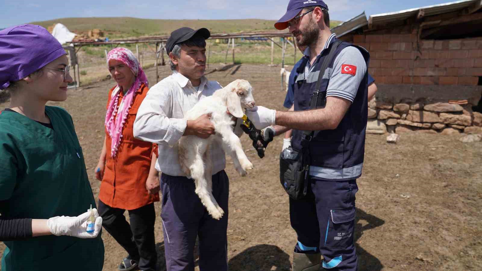 Aşısı olmayan riskli hayvana sahip çiftçilere uyarı: 