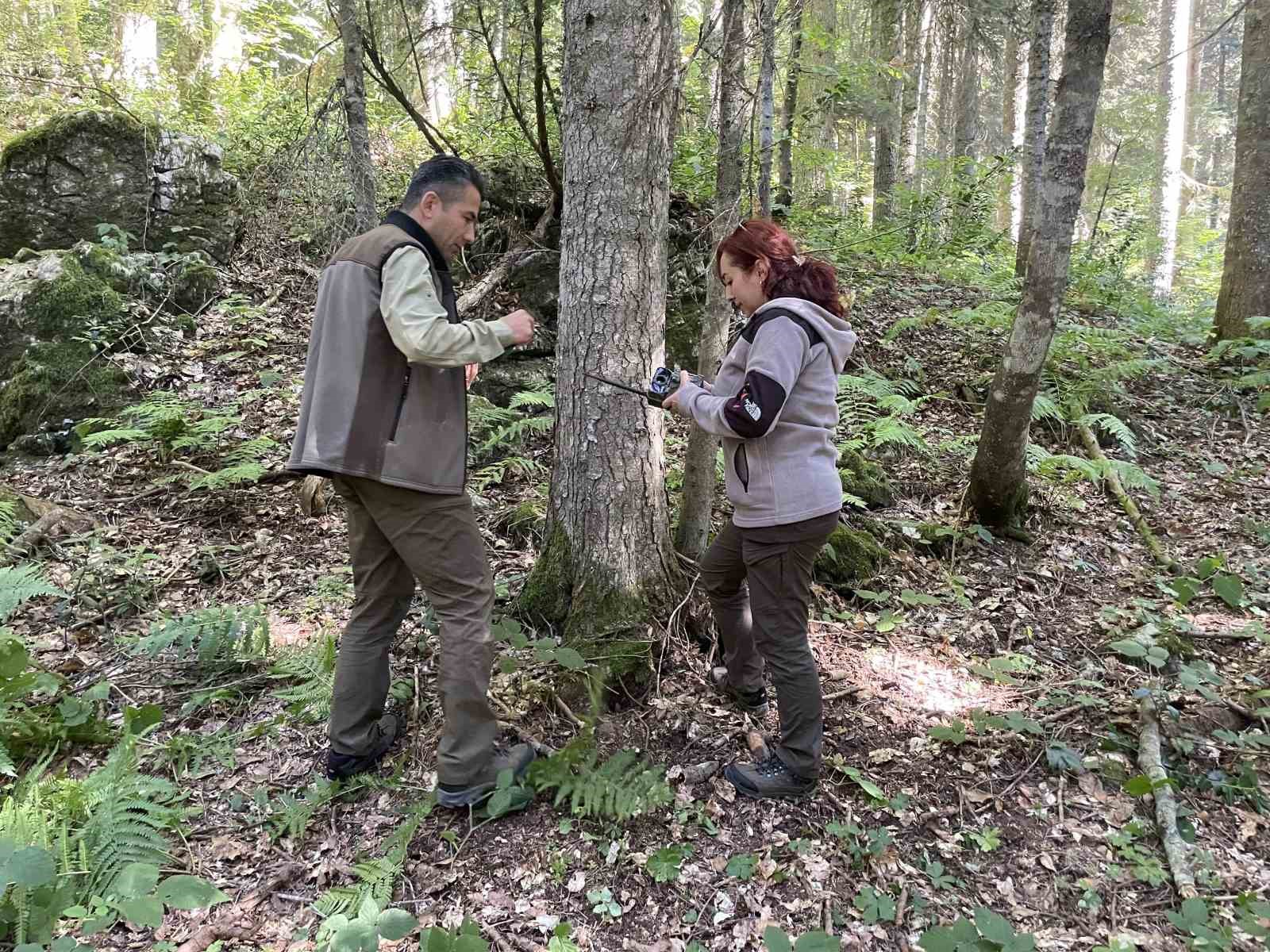 Boz ayı aynada kendini görüp şok yaşadı
