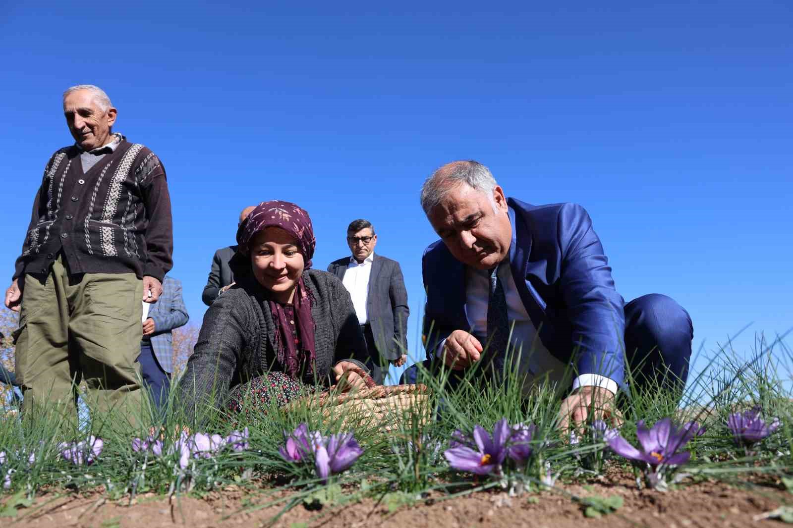 Elazığ’da safran bitkisi hasadı başladı
