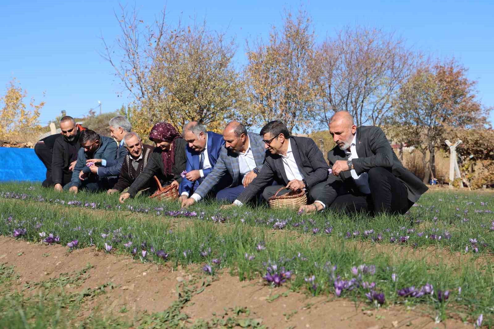 Elazığ’da safran bitkisi hasadı başladı
