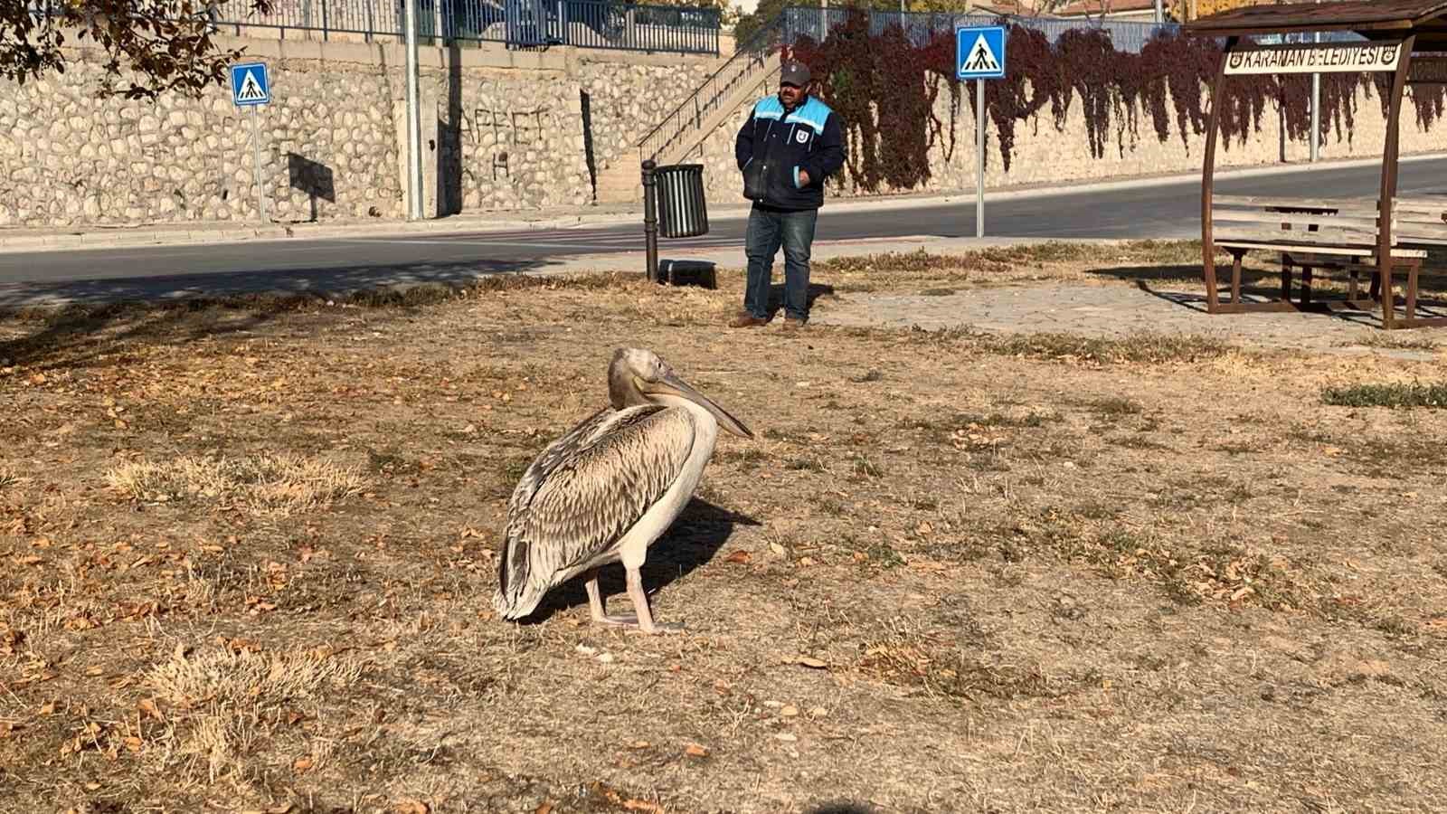 Yaralı halde bulunan pelikan koruma altına alındı
