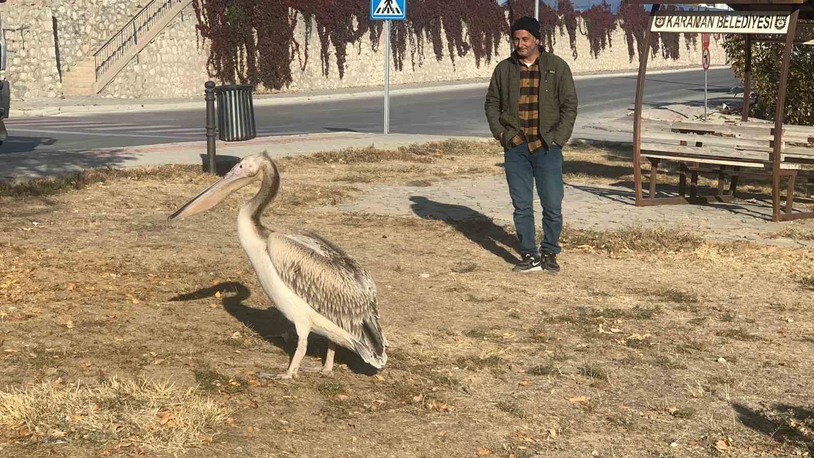 Yaralı halde bulunan pelikan koruma altına alındı
