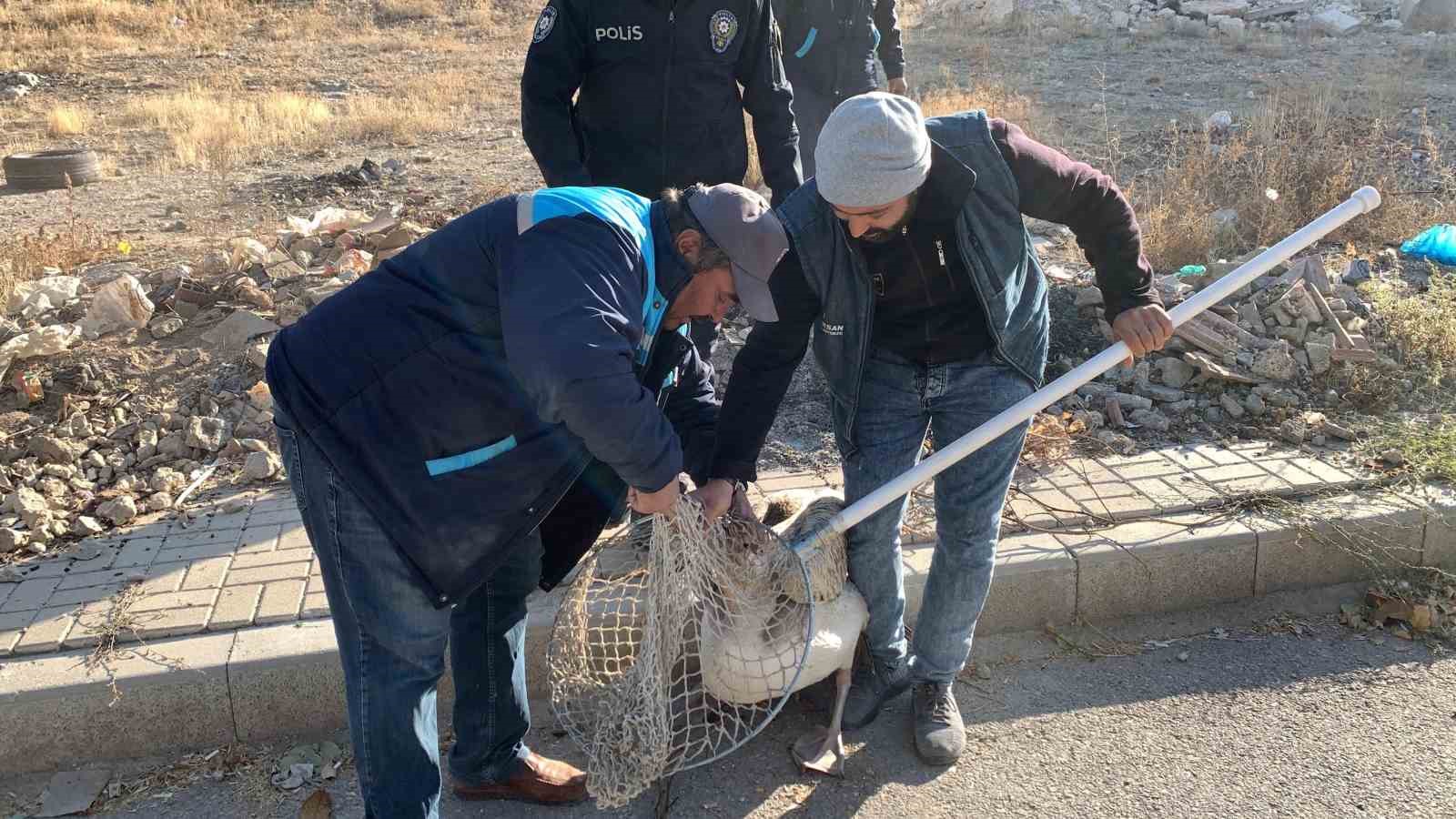 Yaralı halde bulunan pelikan koruma altına alındı
