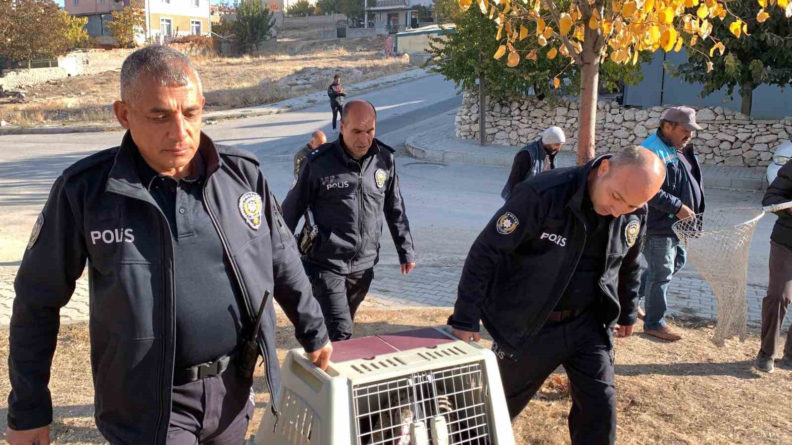 Yaralı halde bulunan pelikan koruma altına alındı
