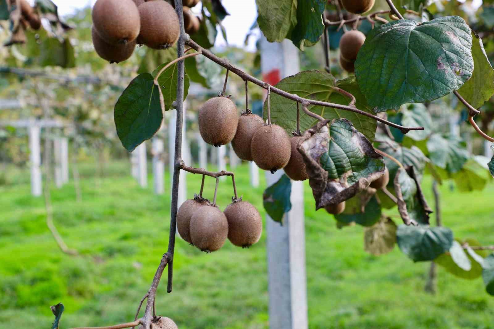 Ordu kivisi, ilin ekonomisine yaklaşık 300 milyon TL katkı sağlayacak
