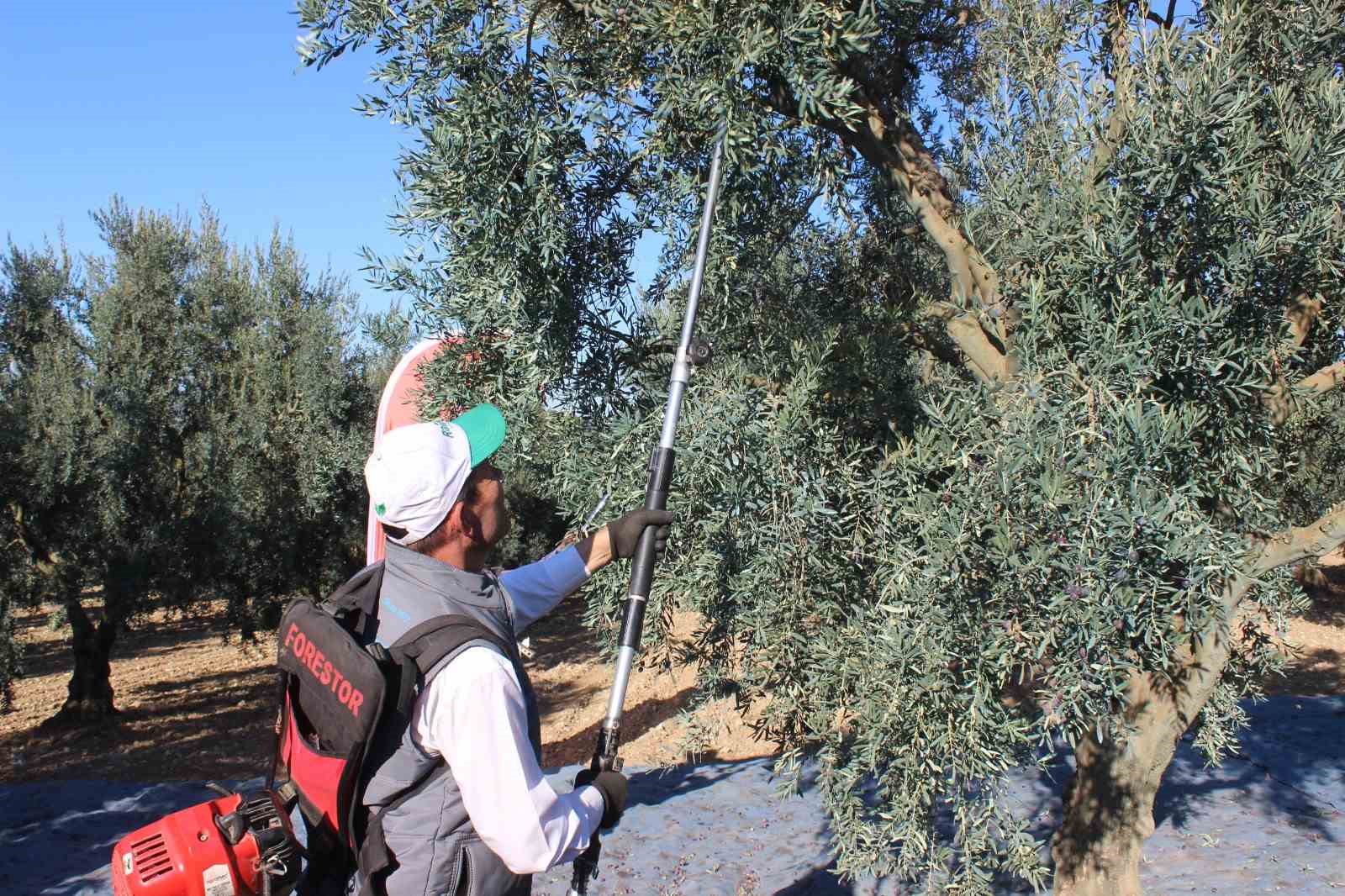 Bilecik’te zeytin hasadı mesaisi başladı
