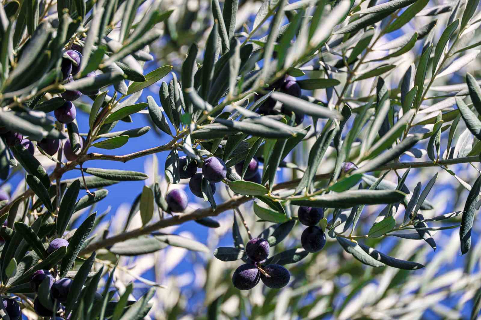 Bilecik’te zeytin hasadı mesaisi başladı
