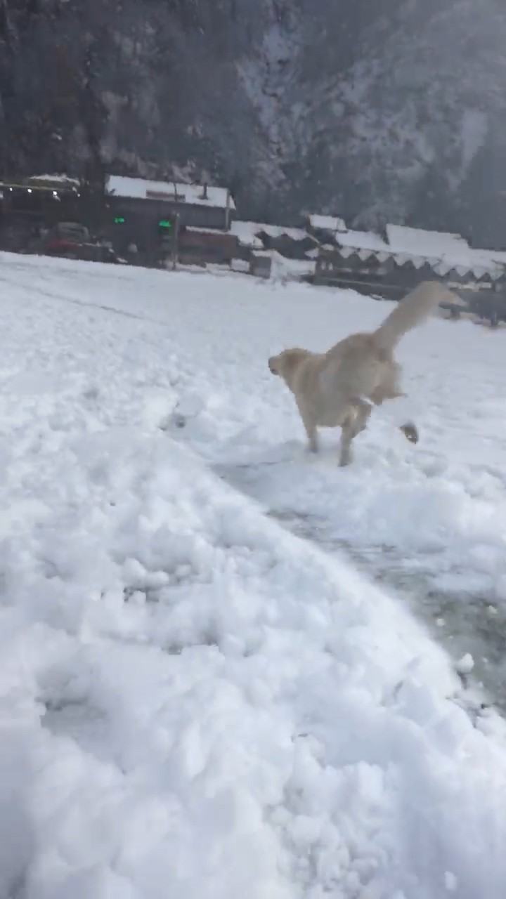 Ayder’de karda kayanlarla oynayan köpek renkli görüntüler oluşturdu
