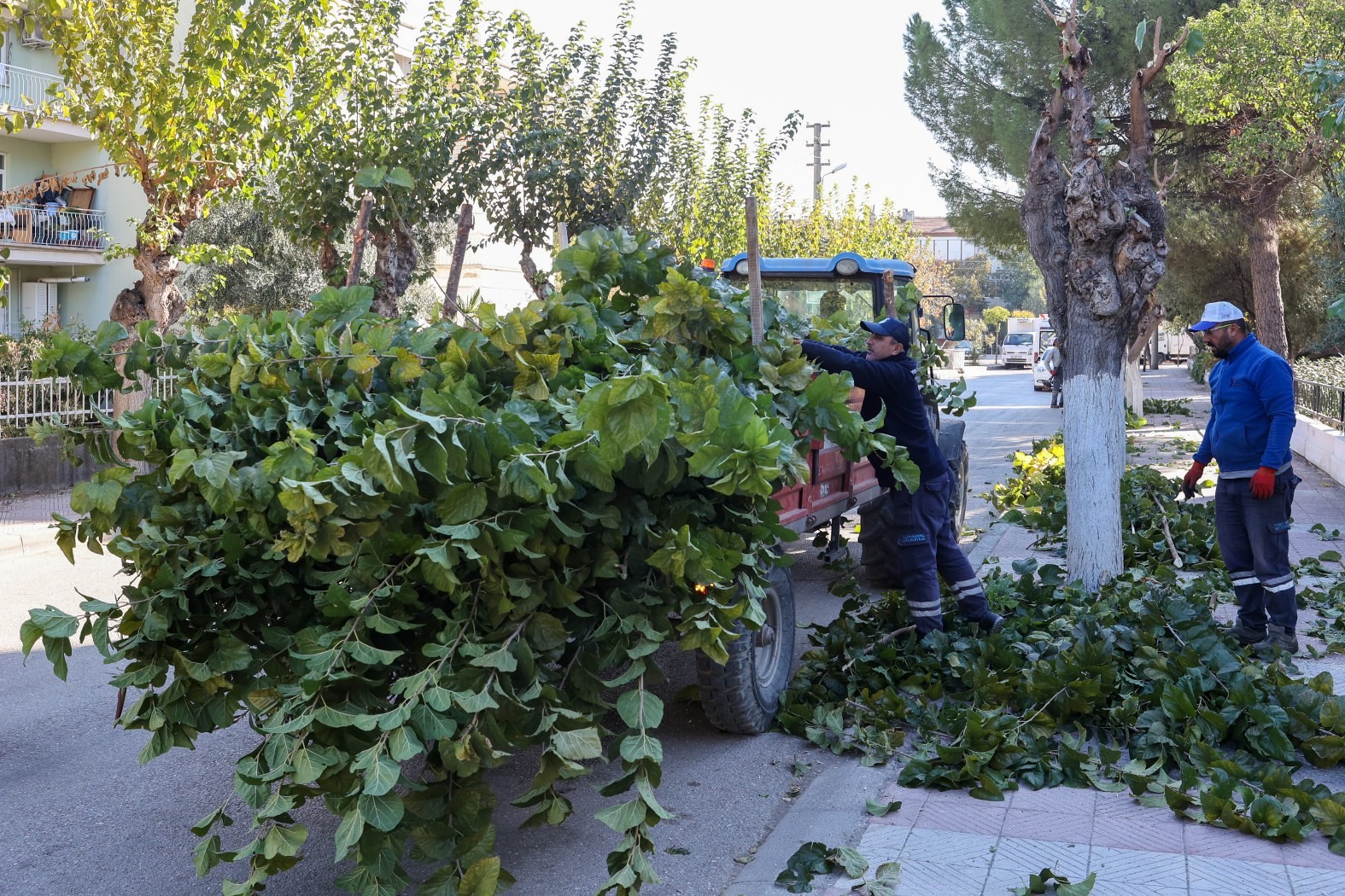 Yunusemre’de budama çalışmalarına başladı
