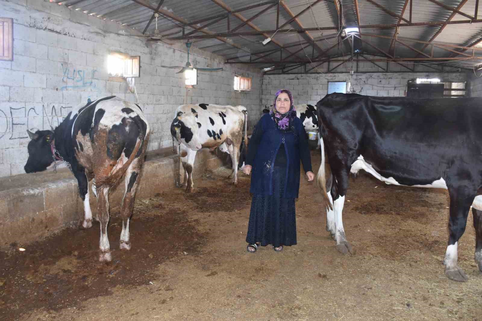 Şahinbey Belediyesi’nin destekleri ile hayvan yetiştiriciliği arttı
