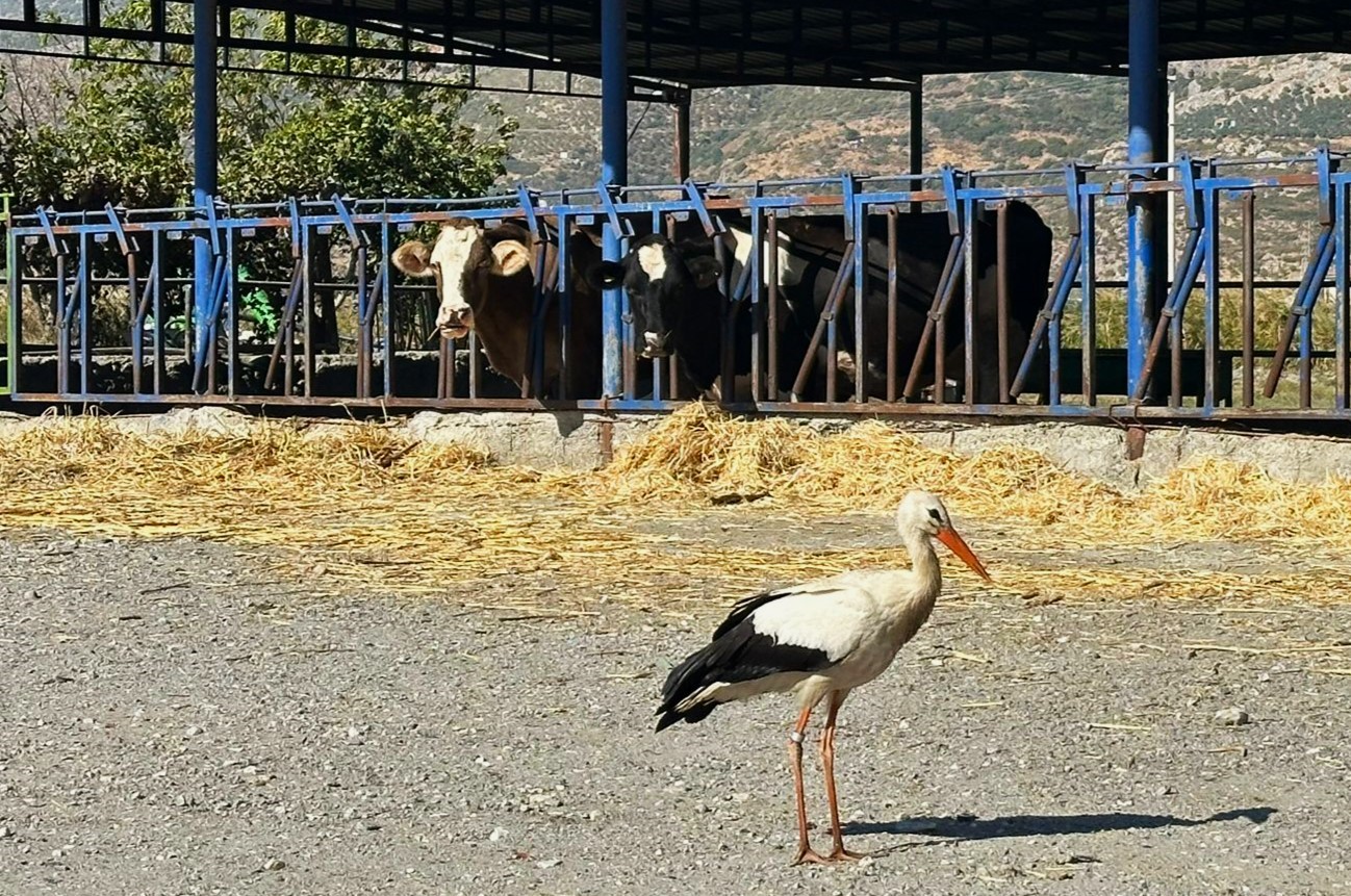 Sofyalı leylek güneye uçtu
