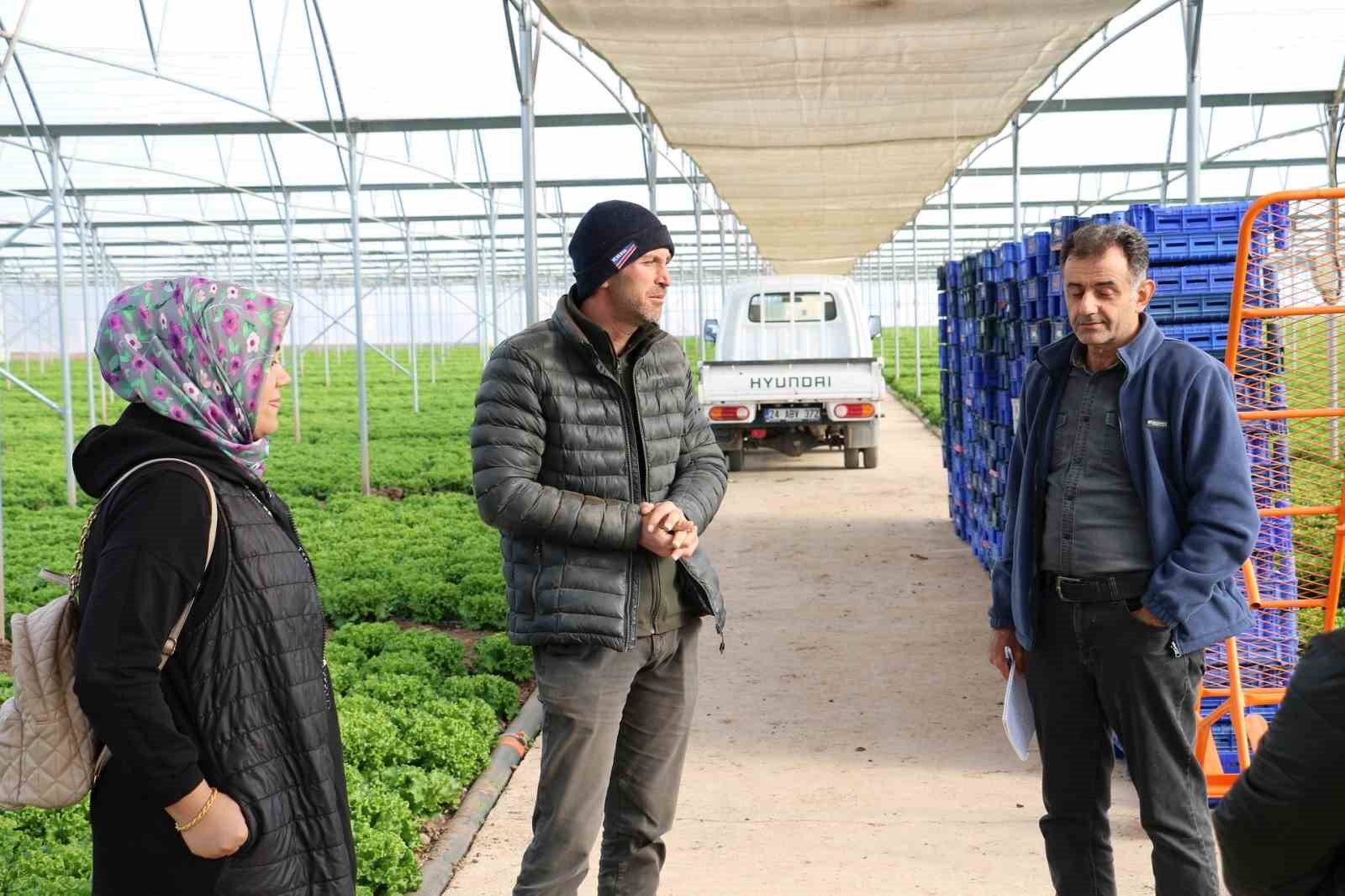 Erzincan’da marul hasadı başladı
