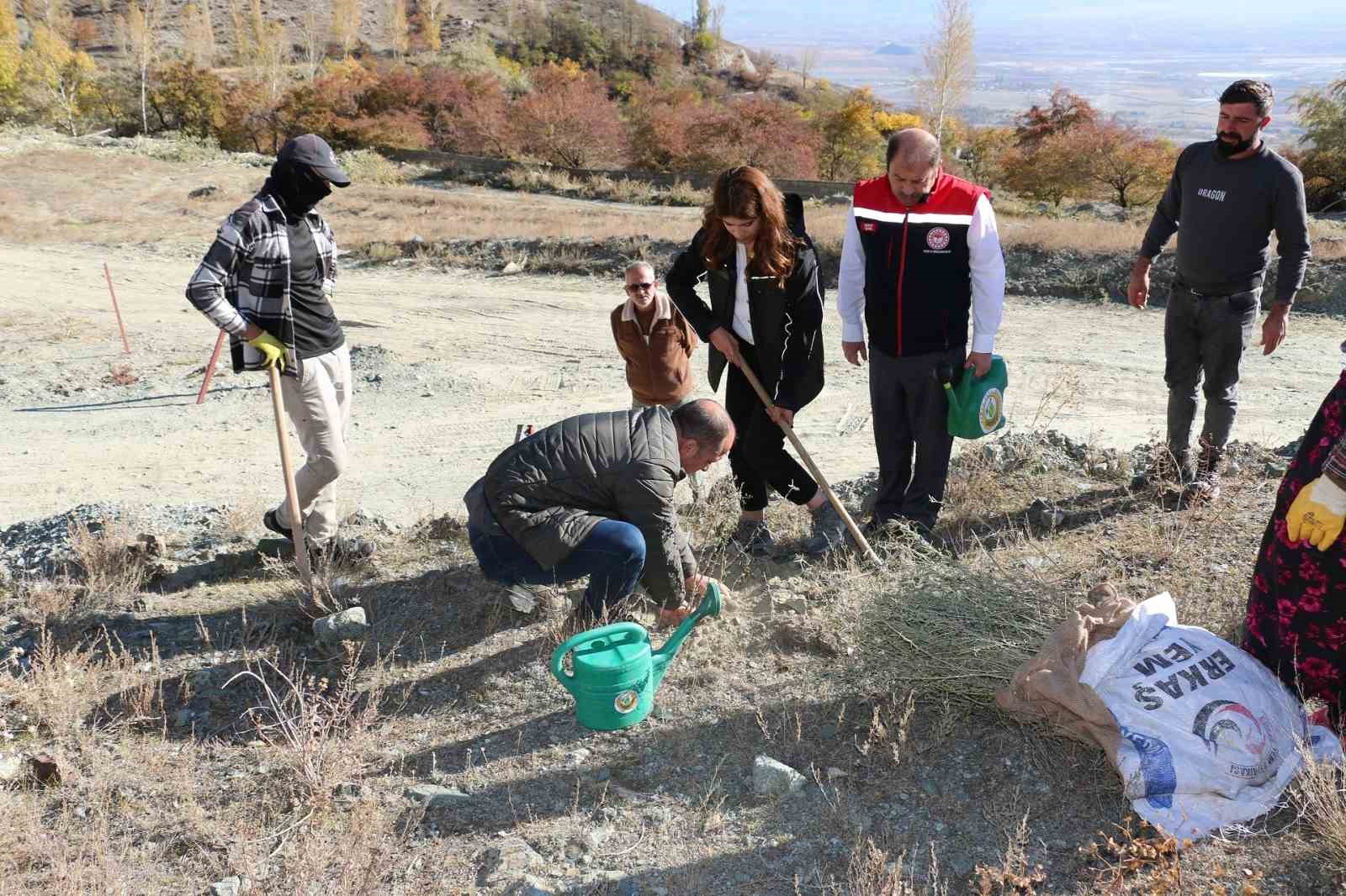 Erzincan’da Tuz Çalısı Ormanı kuruldu
