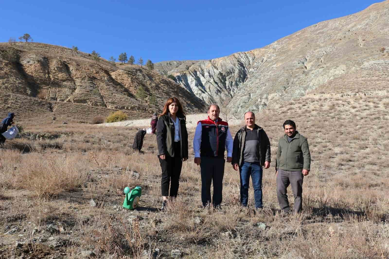 Erzincan’da Tuz Çalısı Ormanı kuruldu
