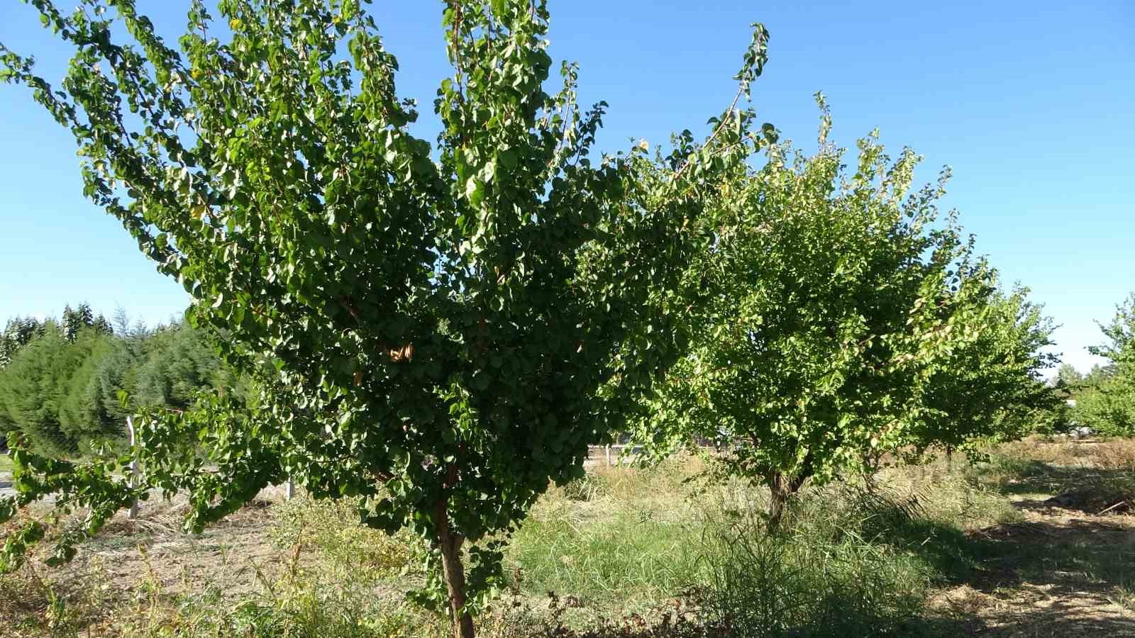 Malatya’da kayısı fidanı dikiminde ve şekil budamasında yapılan hatalara dikkat çekildi
