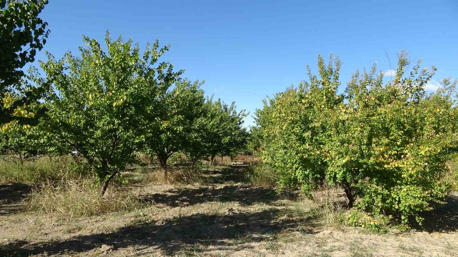 Malatya’da kayısı fidanı dikiminde ve şekil budamasında yapılan hatalara dikkat çekildi
