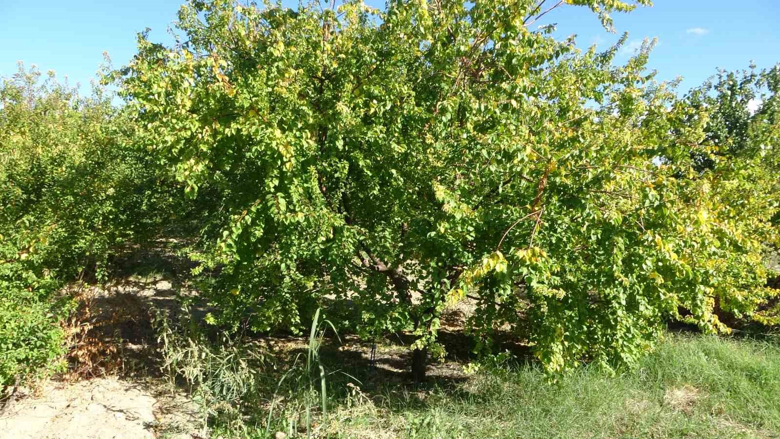 Malatya’da kayısı fidanı dikiminde ve şekil budamasında yapılan hatalara dikkat çekildi
