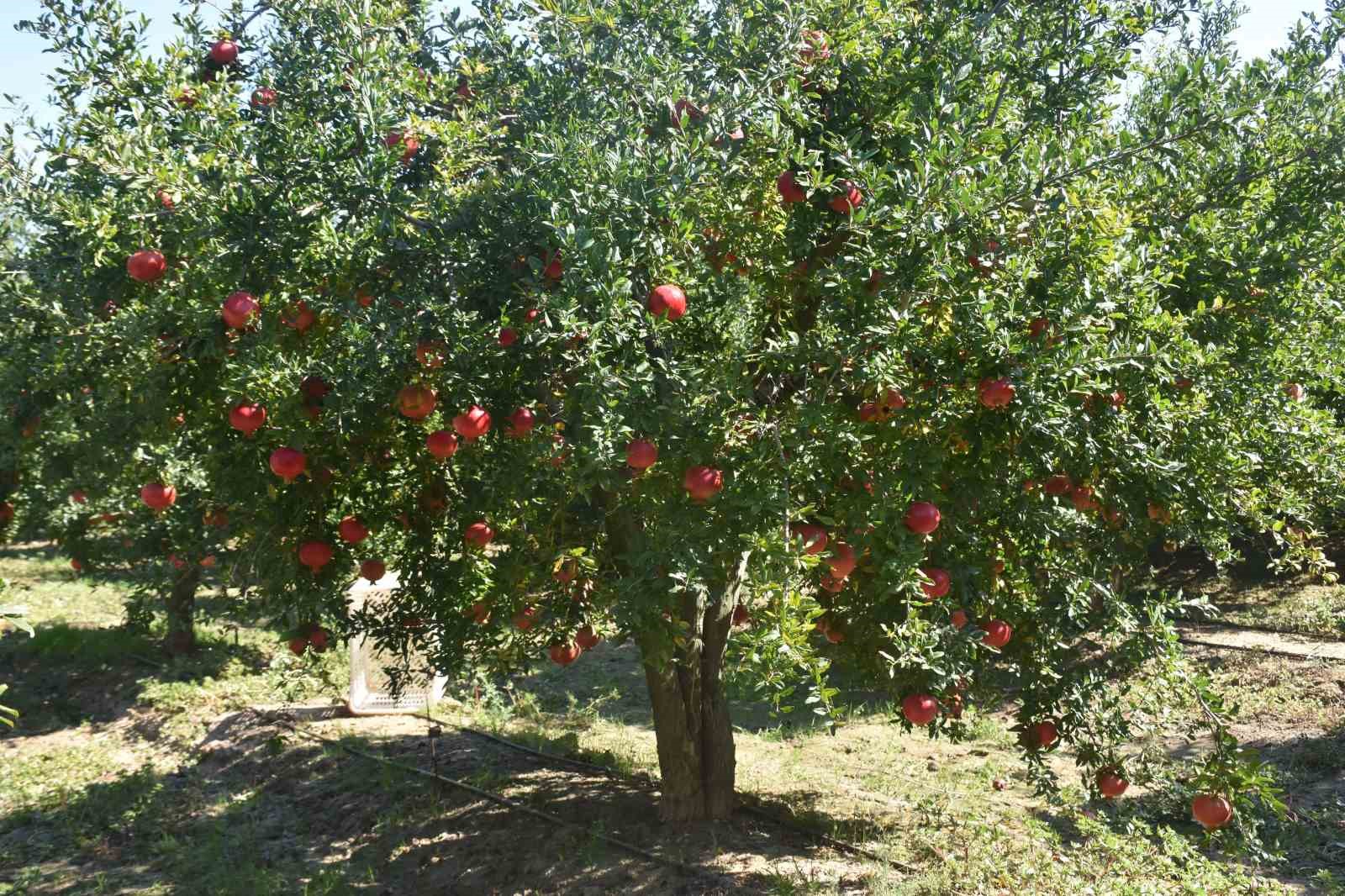 Muğla Nar üretiminde Türkiye ikincisi
