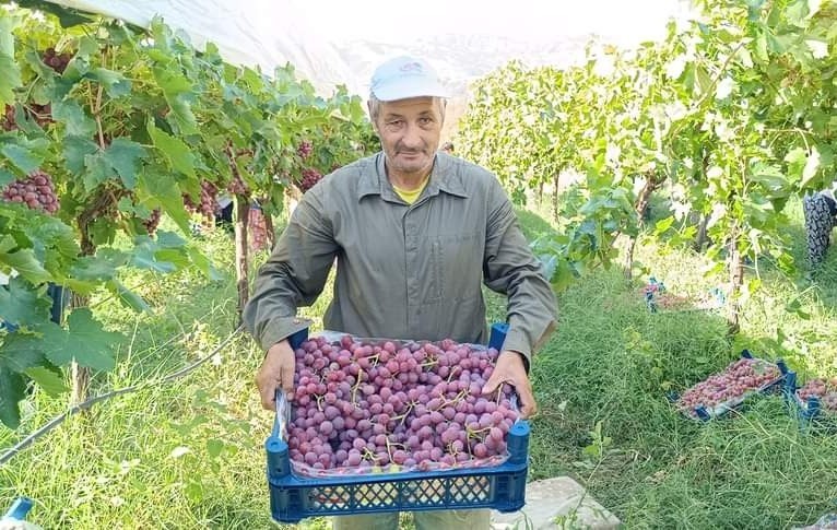 Üzüm diyarı Sarıgöl’de Red Globbe üzümde hasat devam ediyor
