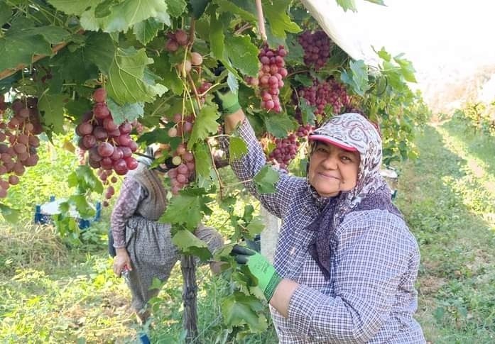 Üzüm diyarı Sarıgöl’de Red Globbe üzümde hasat devam ediyor
