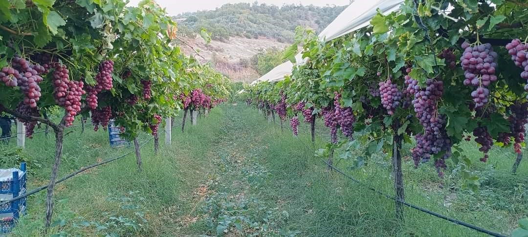 Üzüm diyarı Sarıgöl’de Red Globbe üzümde hasat devam ediyor
