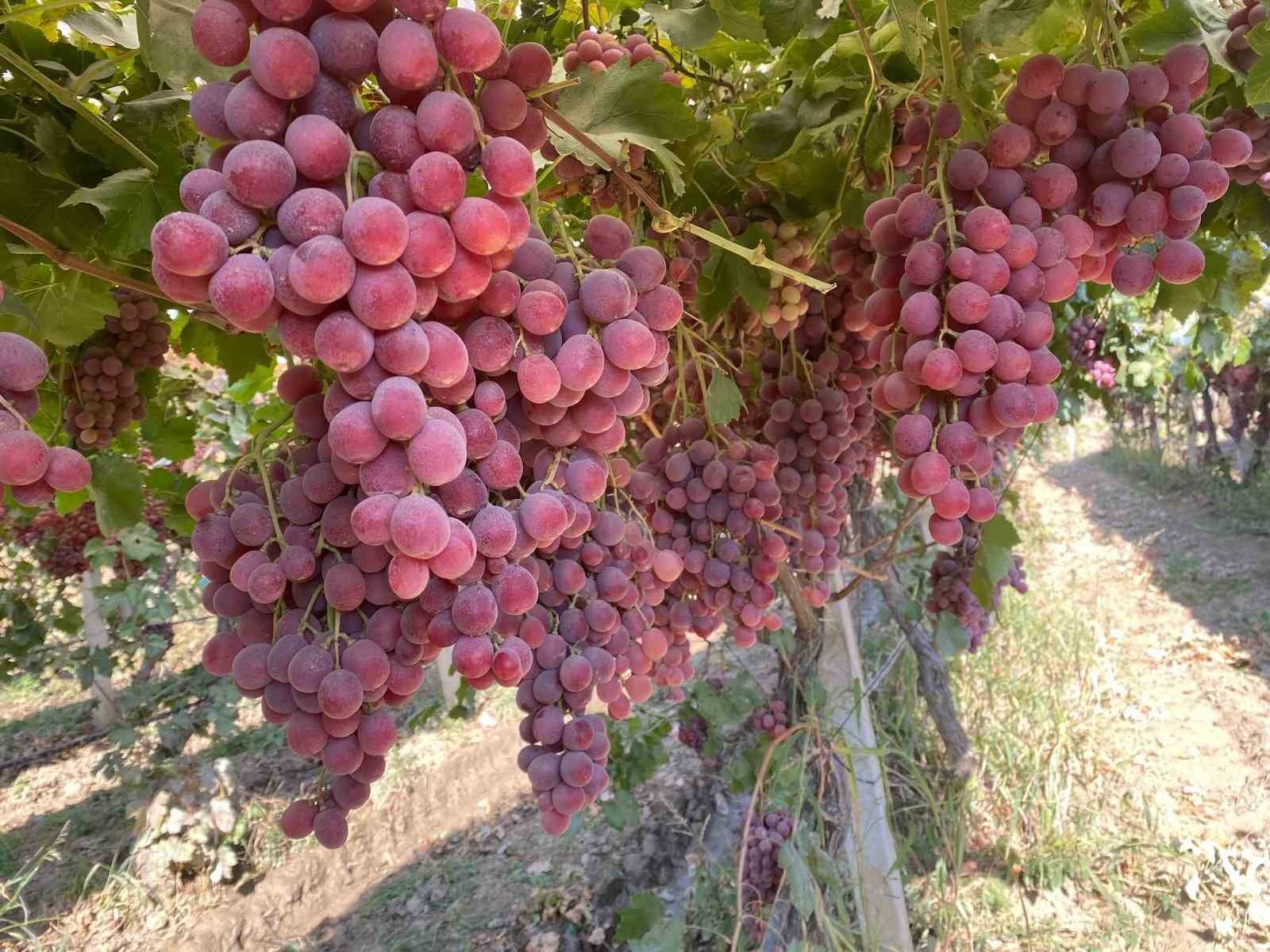 Üzüm diyarı Sarıgöl’de Red Globbe üzümde hasat devam ediyor
