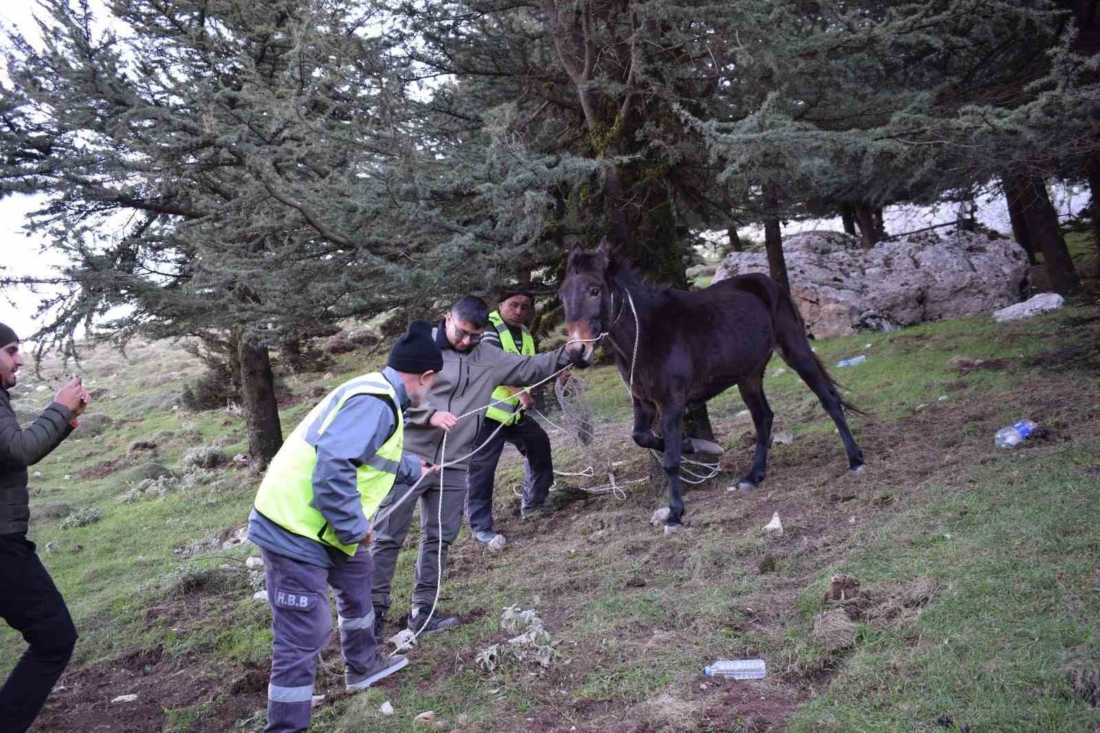 ‘Bu şehrin taşı toprağı da, kuzusu kurdu da bize emanet’ diyen başkandan, bin 900 rakımda ölümü bekleyen katıra şefkat eli
