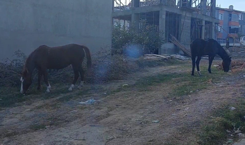 Tekirdağ sokaklarında bu kez başıboş atlar gezintide
