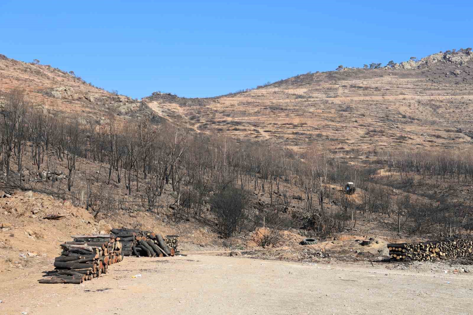 İzmir’de büyük yangından sonra dikkat çeken görüntü: Doğa kendini yeniliyor
