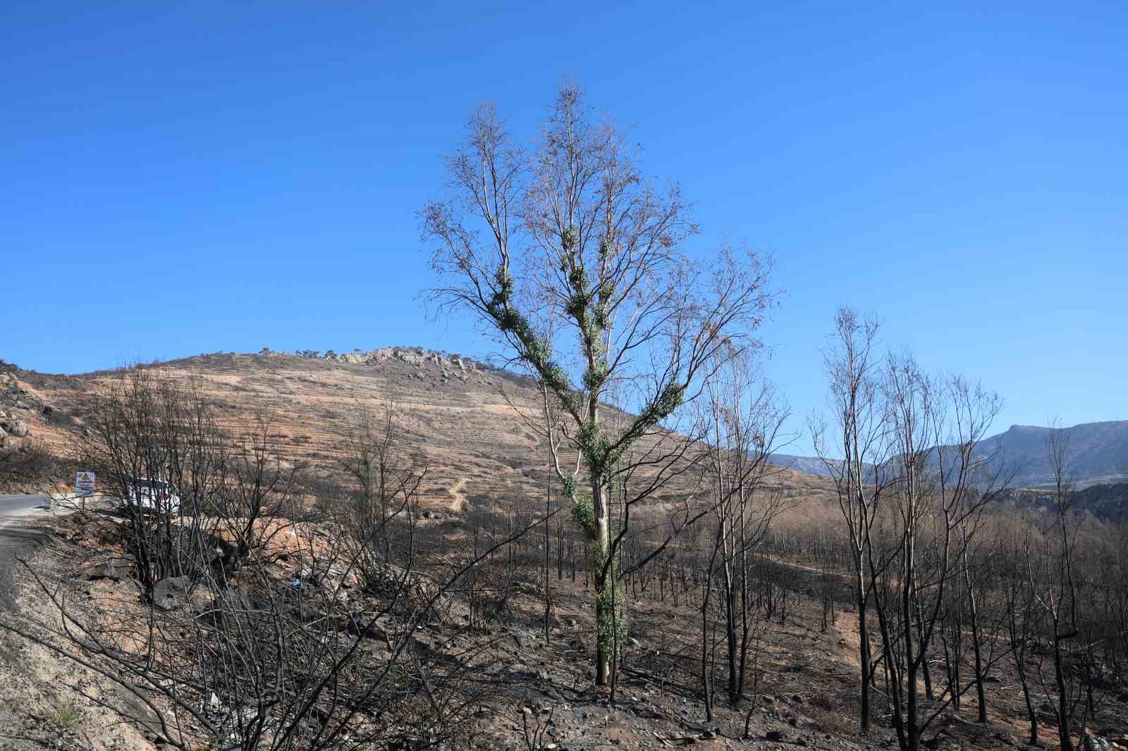 İzmir’de büyük yangından sonra dikkat çeken görüntü: Doğa kendini yeniliyor
