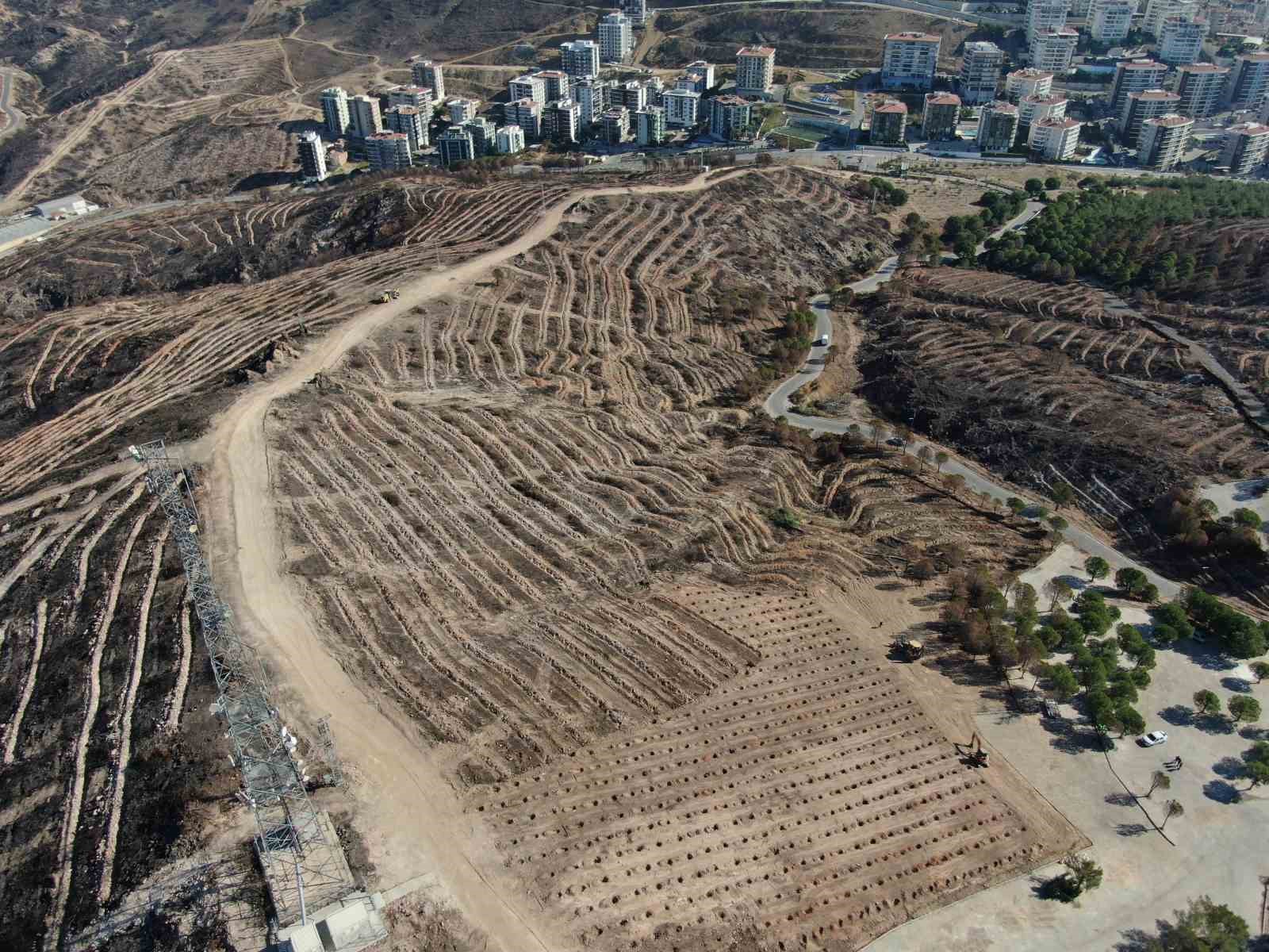 İzmir’de büyük yangından sonra dikkat çeken görüntü: Doğa kendini yeniliyor
