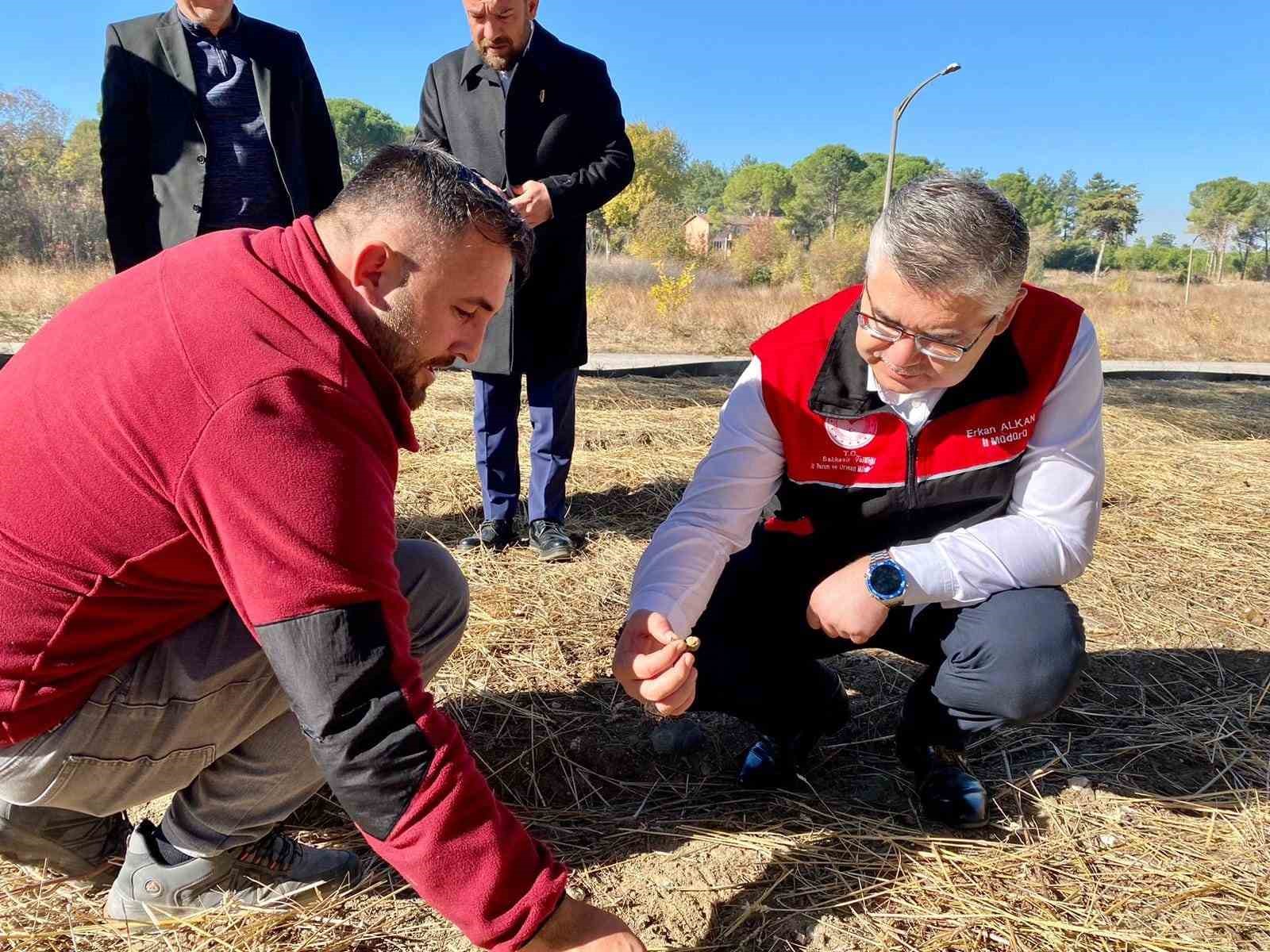 Balıkesir’de Safran ve Salep Üretimi Denemeleri Başladı
