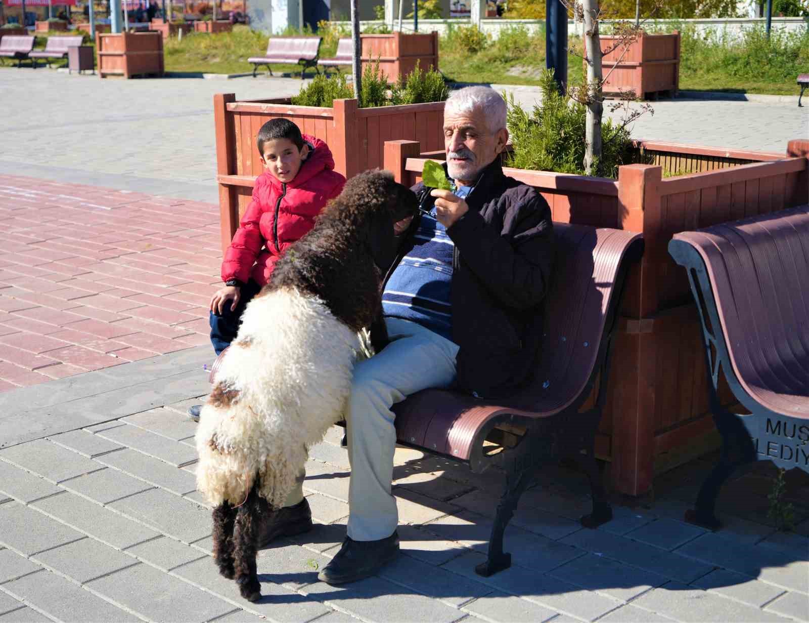 Muş’ta sıcak bir dostluk: Maşallah Aslan ve ‘Fulya’nın hikayesi yürekleri ısıttı
